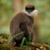 Hulman rudolici - Semnopithecus vetulus - Purple-faced Leaf Monkey o7132